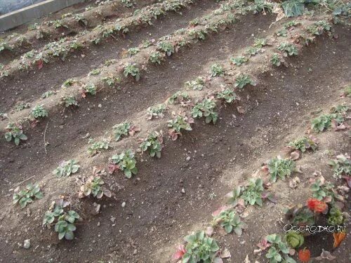 Strawberries growing in a strawberry field. Growing strawberries, Strawberry fie