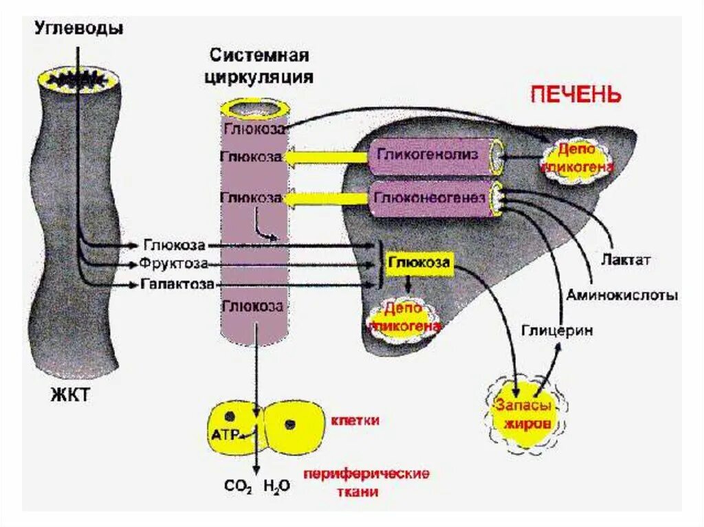 Какой углевод в печени