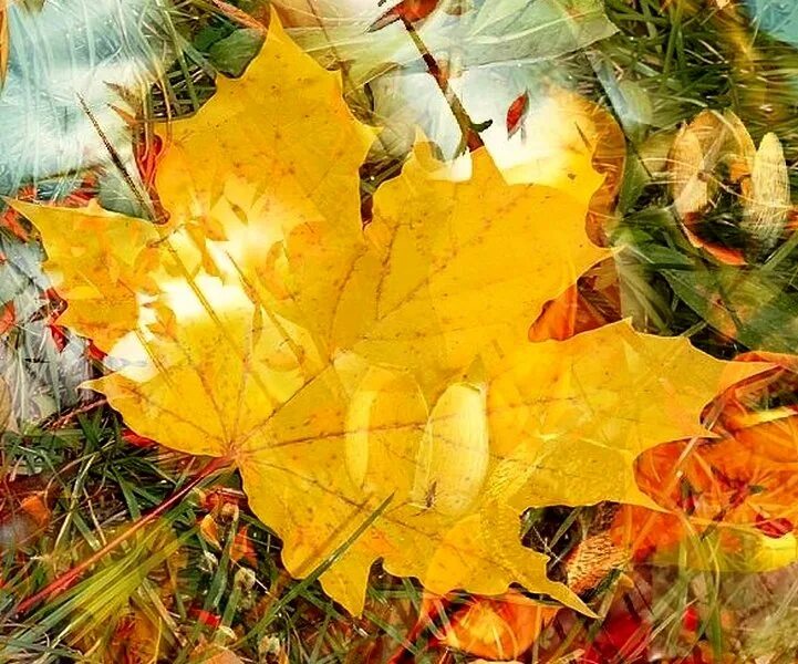 листик желтый. ветка с желтыми листьями. последний желтый лист слушать. последний желтый лист слушать. последний желтый лист слушать.