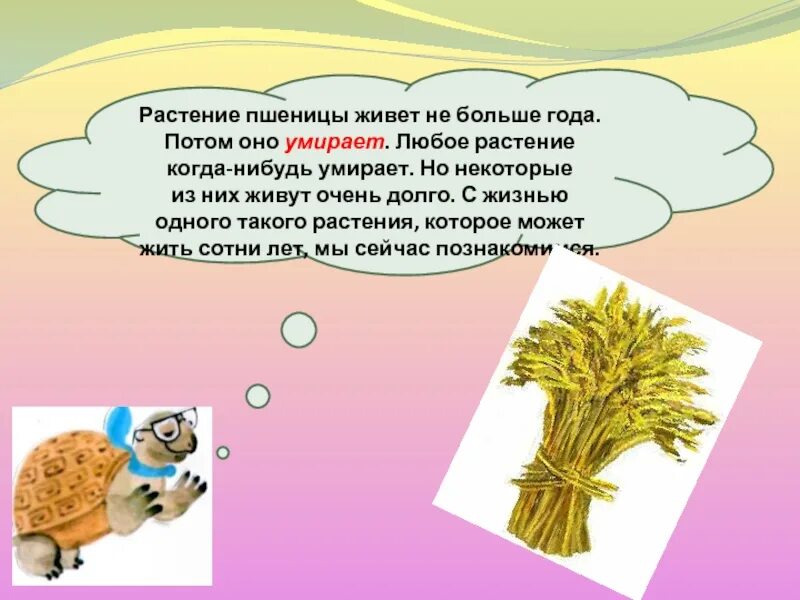 Интересно что некоторые растения живут очень долго. Жить растение. любое растение. интересно растения живут очень долго. некоторые растения живут очень долго картинки.
