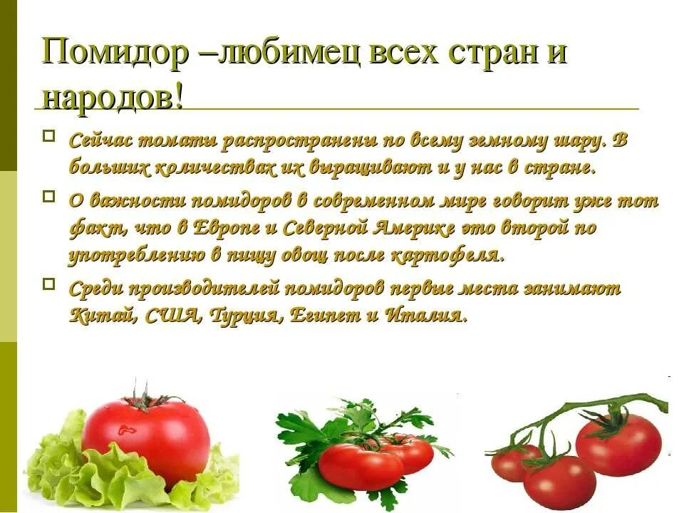 Польза и вред помидоров для организма человека. Польза помидоров. классификация помидора. польза помидора для здоровья. чем полезен помидор для организма человека.