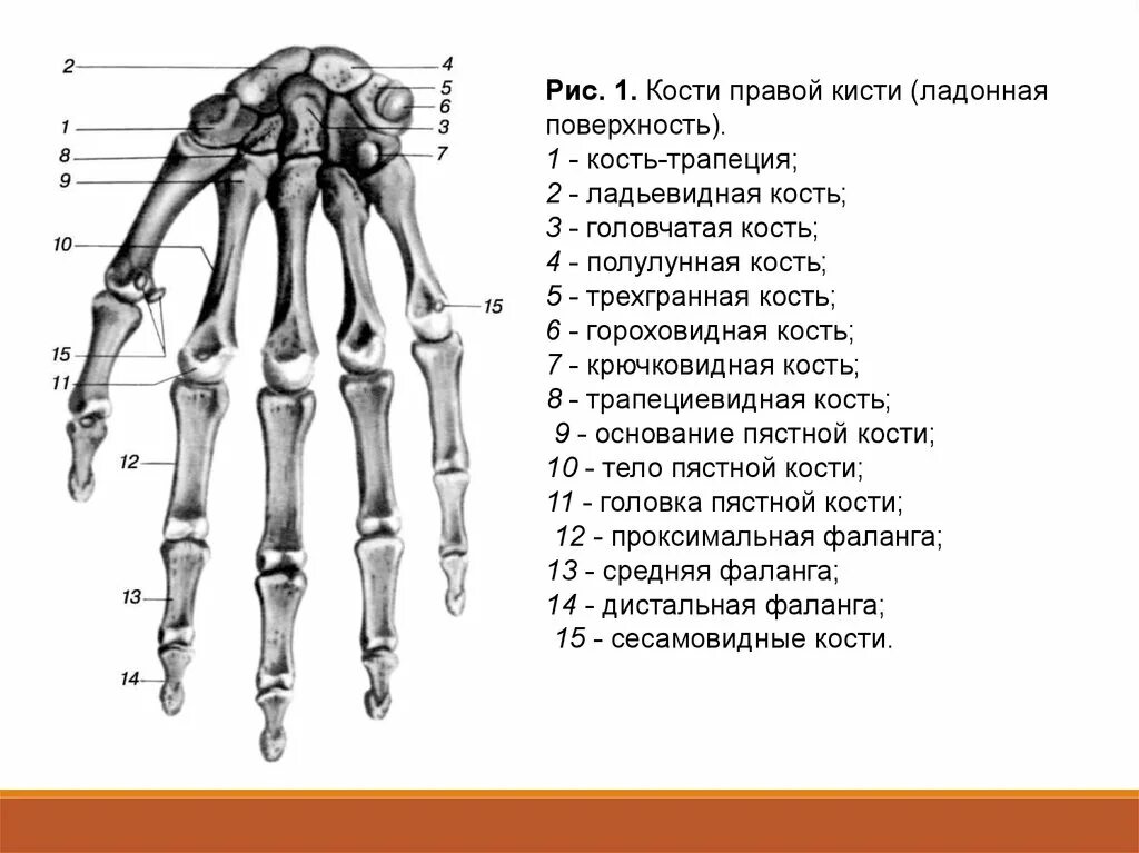 Сколько конечностей верхних конечностей. Скелет верхних конечностей кости кисти. Кости кисти правой ладонная поверхность анатомия. Скелет верхней конечности кисть. Строение кисти гороховидная кость.