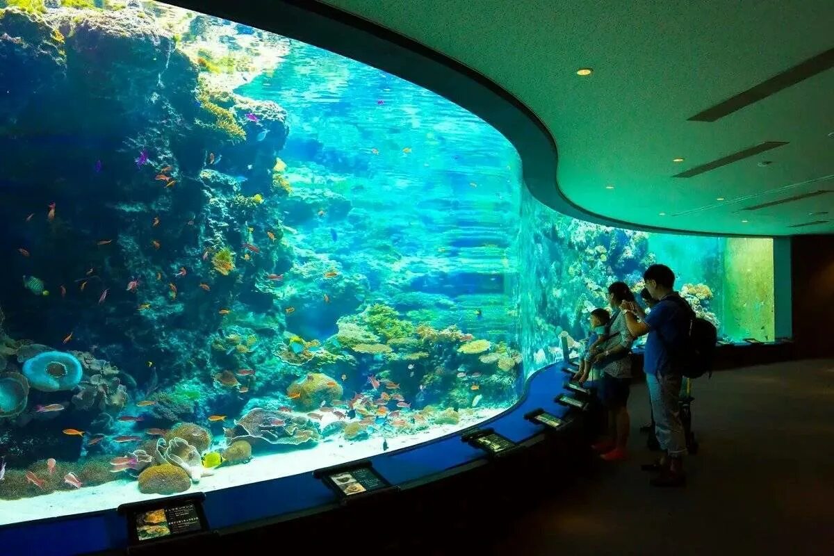 Аквариум aquarium. Аквариум Окинава Чурауми. Океанариум Тюрауми Япония. Аквариум Sea Life Park Tokyo.