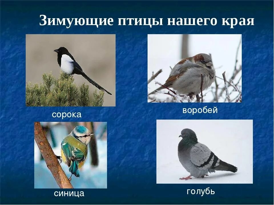 Развивалки & развлекалки ВКонтакте Детские заметки, Дошкольные проекты, Лэпбук