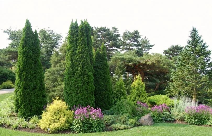 Кипарис cupressus sempervirens. Пирамидальный кипарис в крыму. Кипарис вечнозеленый (cupressus sempervirens). Кипарис аризонский пирамидальный. Кипарис вечнозеленый (cupressus sempervirens).