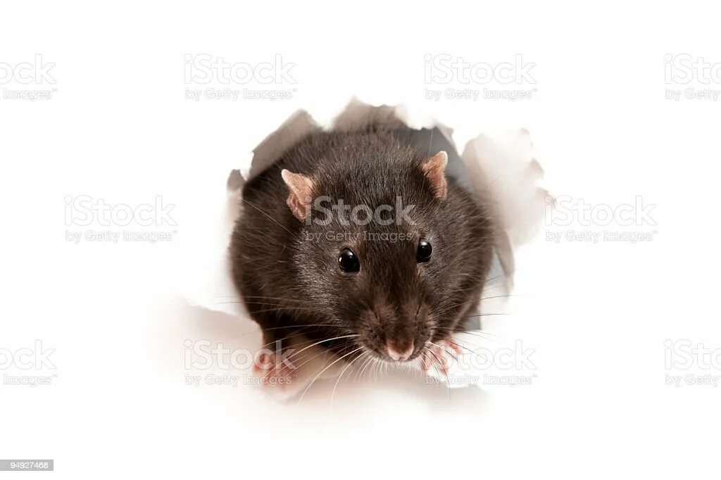 You are a rat