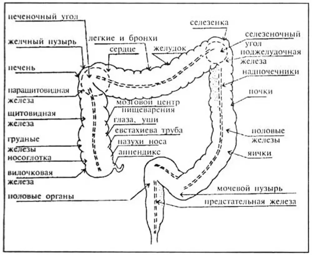 Сфинктеры Толстого кишечника схема. Сфинктеры кишечника человека схема. Толстая кишка селезеночный угол. Строение Толстого кишечника сфинктер. Сколько сфинктеров