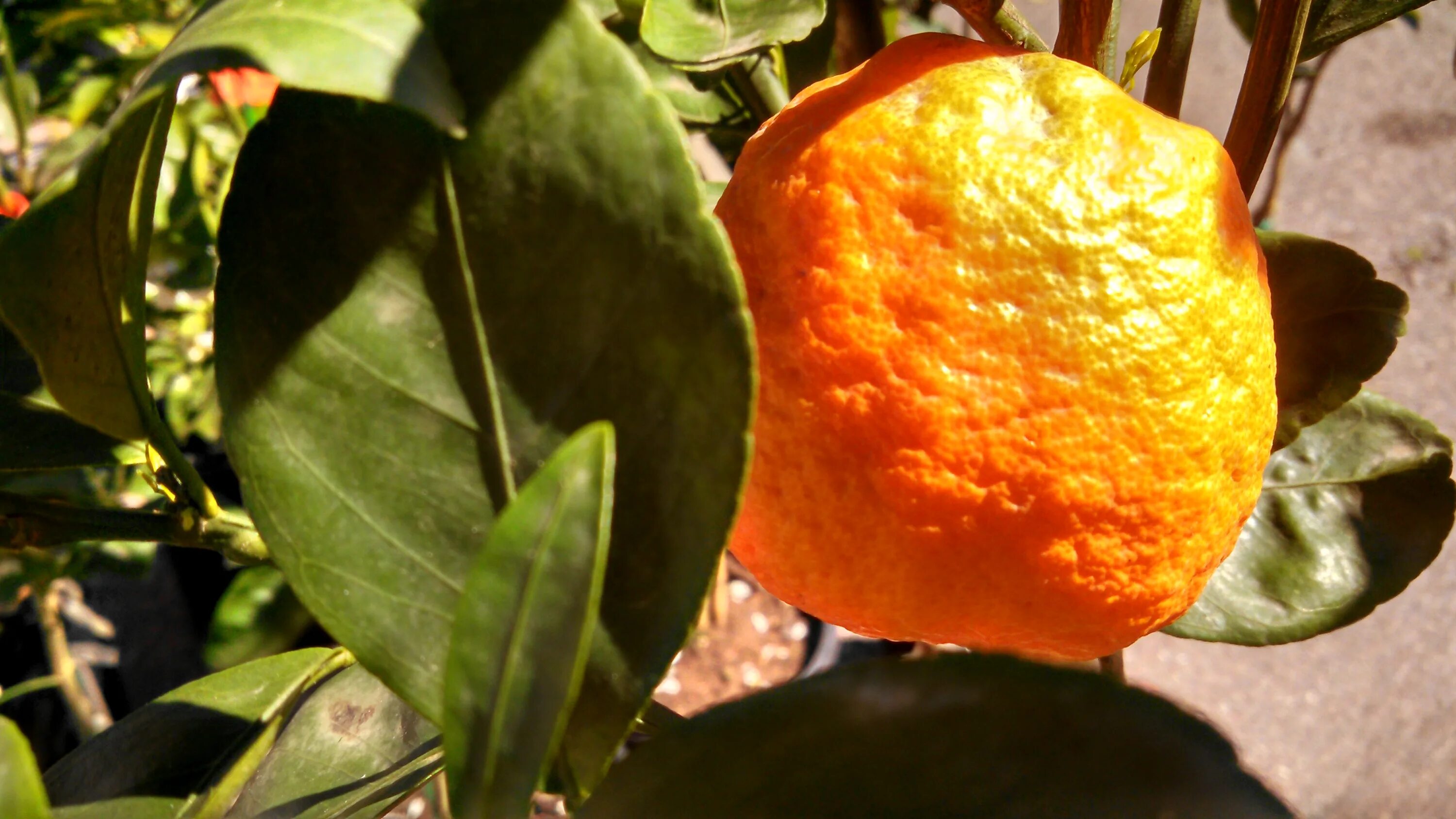 мандарин сатсума дерево. загадка про мандарин. песня называется мандарин. мандарины софия. мандарин уншиу ину.