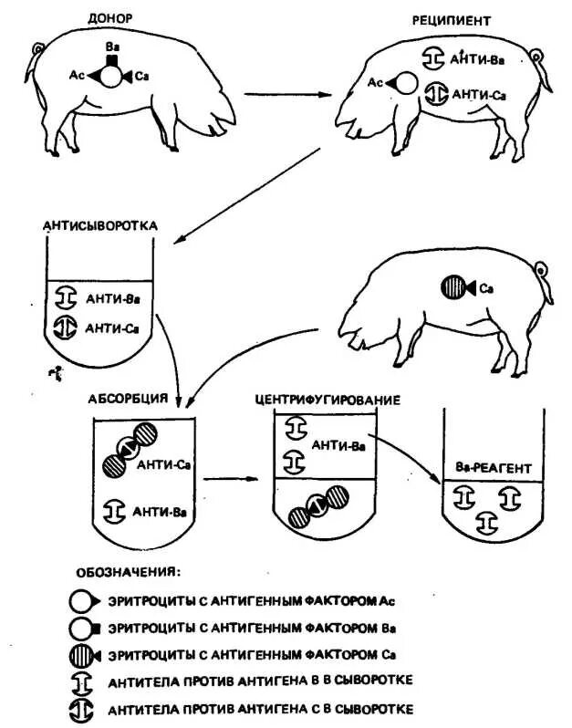 Системы групп крови у крупного рогатого скота. Схема синхронизации свиней. Группы крови свиней. Схемы наследования пола у крупнорогатого скота.