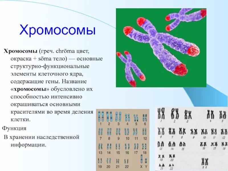 Деление хромосом. Название хромосом. Хромосомы при делении клетки. Хромосомы и их роль в делении клеток. Участки хромосом называют