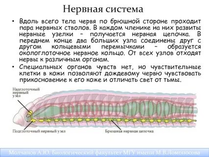 Какая нервная система у круглых