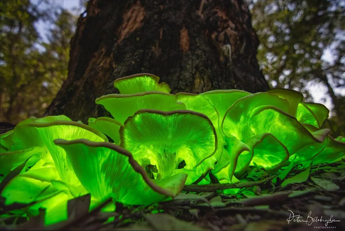 Грибы фотосинтезируют. Призрачный гриб Omphalotus Nidiformis. Биолюминесценция грибы. Omphalotus Nidiformis. Mycena chlorophos.