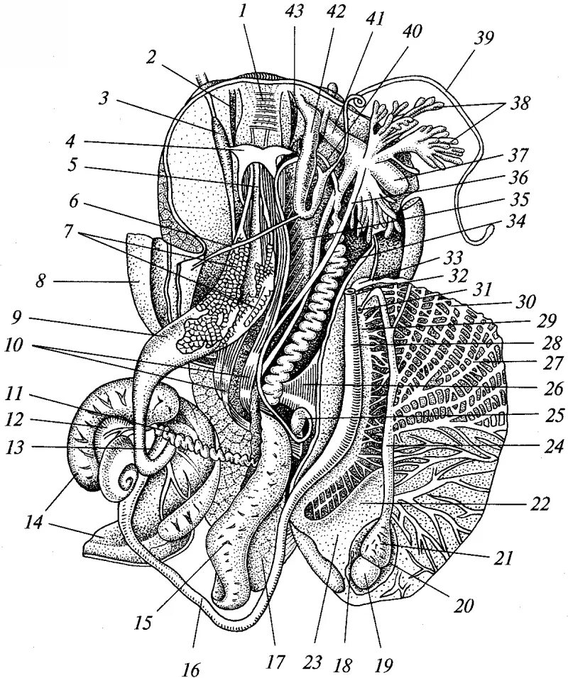 Сердце улитки. Внутреннее строение виноградной улитки схема. Ганглии виноградной улитки. Вскрытая мантийная полость виноградной улитки. Топография органов вскрытой виноградной улитки.