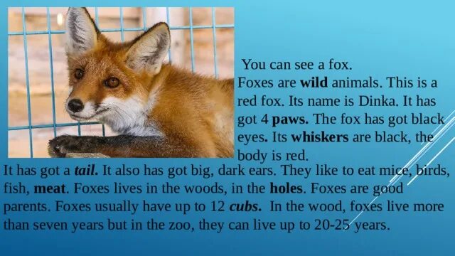 Fox has got. ГАЗ лиса. Вставьте who или which a Fox is a Wild animal. It is a Fox. This is a Fox Tail is.