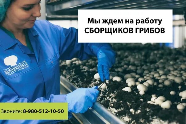 Ооо мастер гриб кондрово. Вакансии занятость кондрово. Мастер гриб калужская область. Ооо "гигиена-сервис", кондрово. Кондровский хлеб в упаковке.