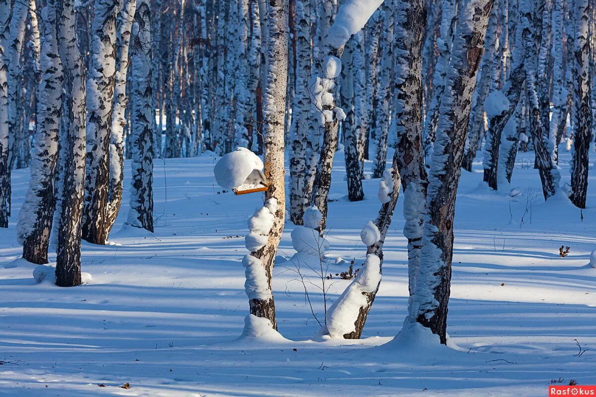 березовая роща 30 иркутск. березовая роща 30 иркутск.