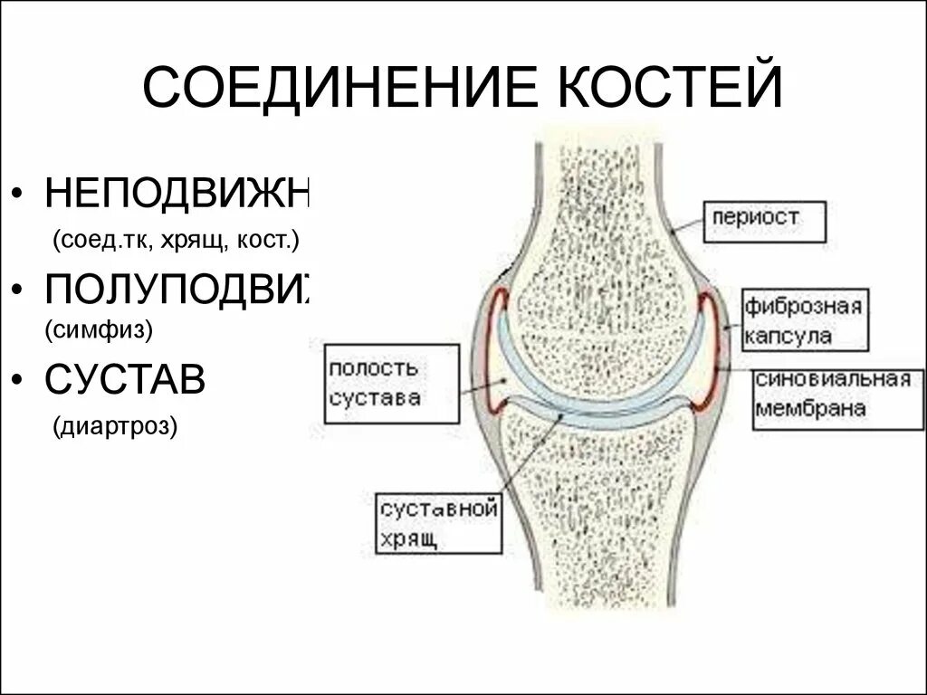 Способы соединения кости. Соединение костей строение сустава. Соединение костей суставы. Типы соединения суставов. Подвижное соединение сустав.