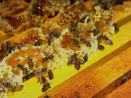 Bee farming