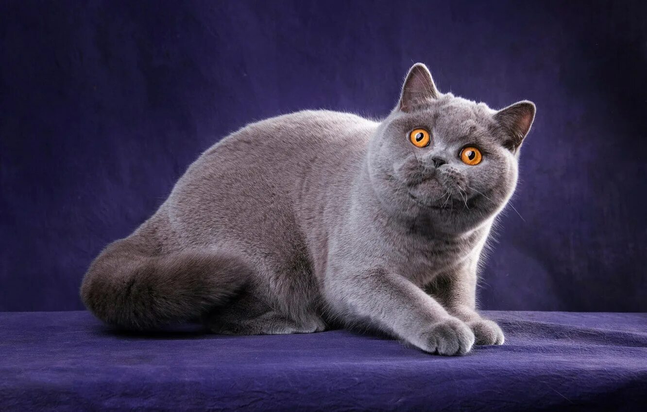 Породы кошек серая британская. Британская короткошёрстная кошка. Британская короткошёрстная кошка голубая. Британский короткошерстный кот серый. Порода Бритиш Шортхэйр.