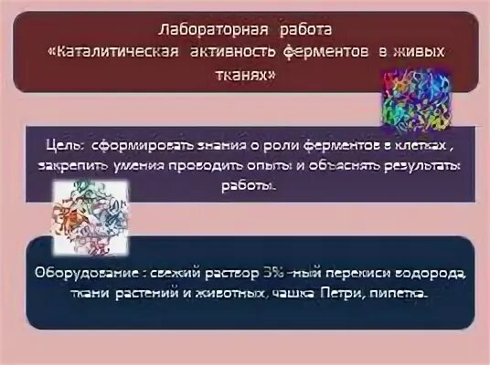 Лабораторная работа 1 каталитическая активность ферментов