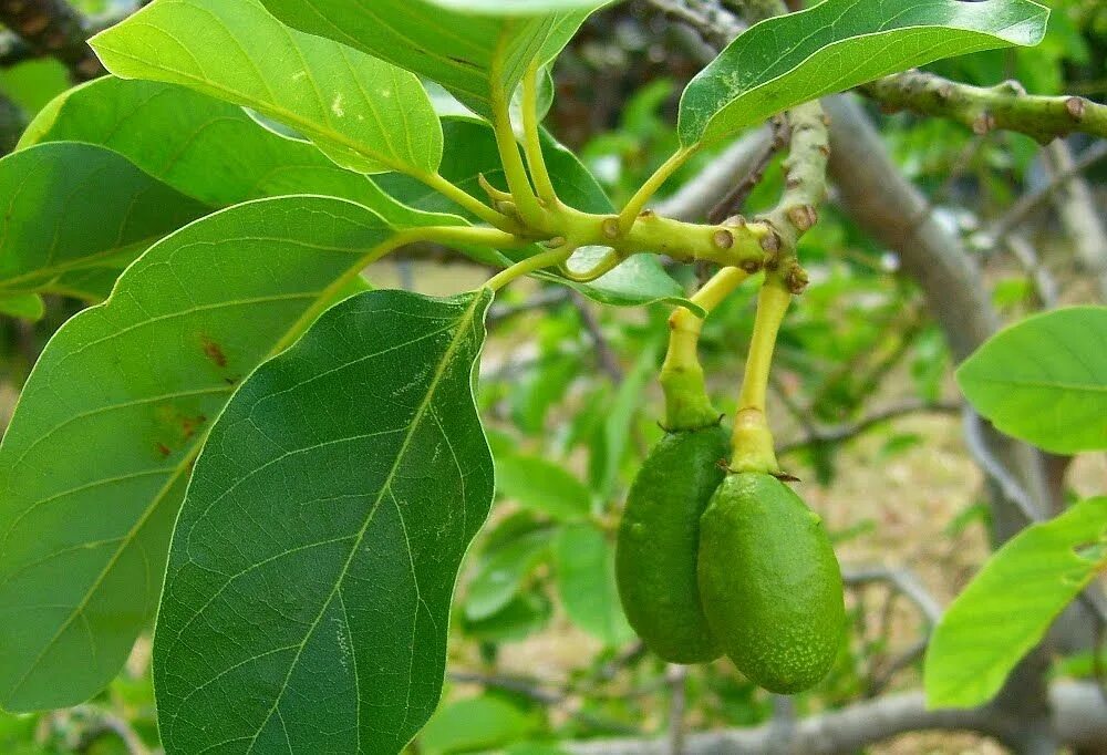 The Sill Money Tree Plant - Dwell
