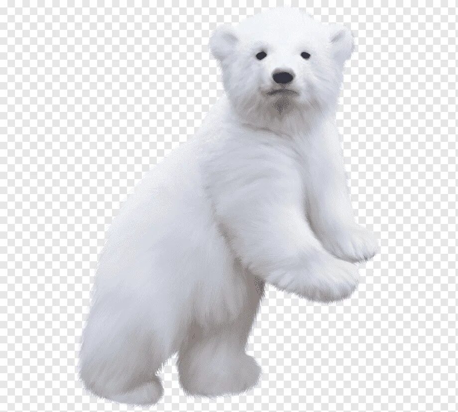 Белые картинки для детей. Белый медведь для детей. Белый медведь на прозрачном фоне. Белый Медвежонок на прозрачном фоне. Белый медведь для фотошопа.