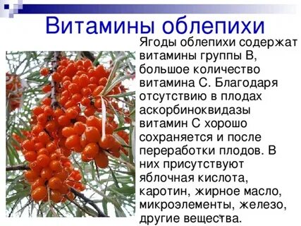 Вред облепихи для организма человека какая