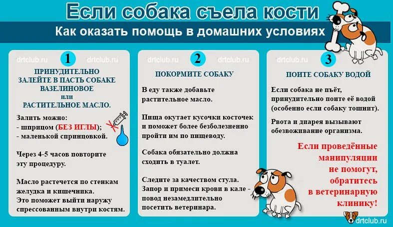 Проглотил через сколько выйдет. Что делать если съел собаку. Что делать если собака подавилась. Что делать если собака подавилась костью. Если собака подавилась и кашляет.