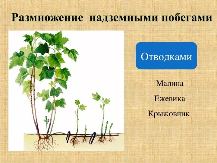 Размножение корневыми побегами. Размножение надземными побегами отводками. Вегетативное размножение побег черенки. Стеблевой черенок это надземный побег. Вегетативные растения надземные побеги.