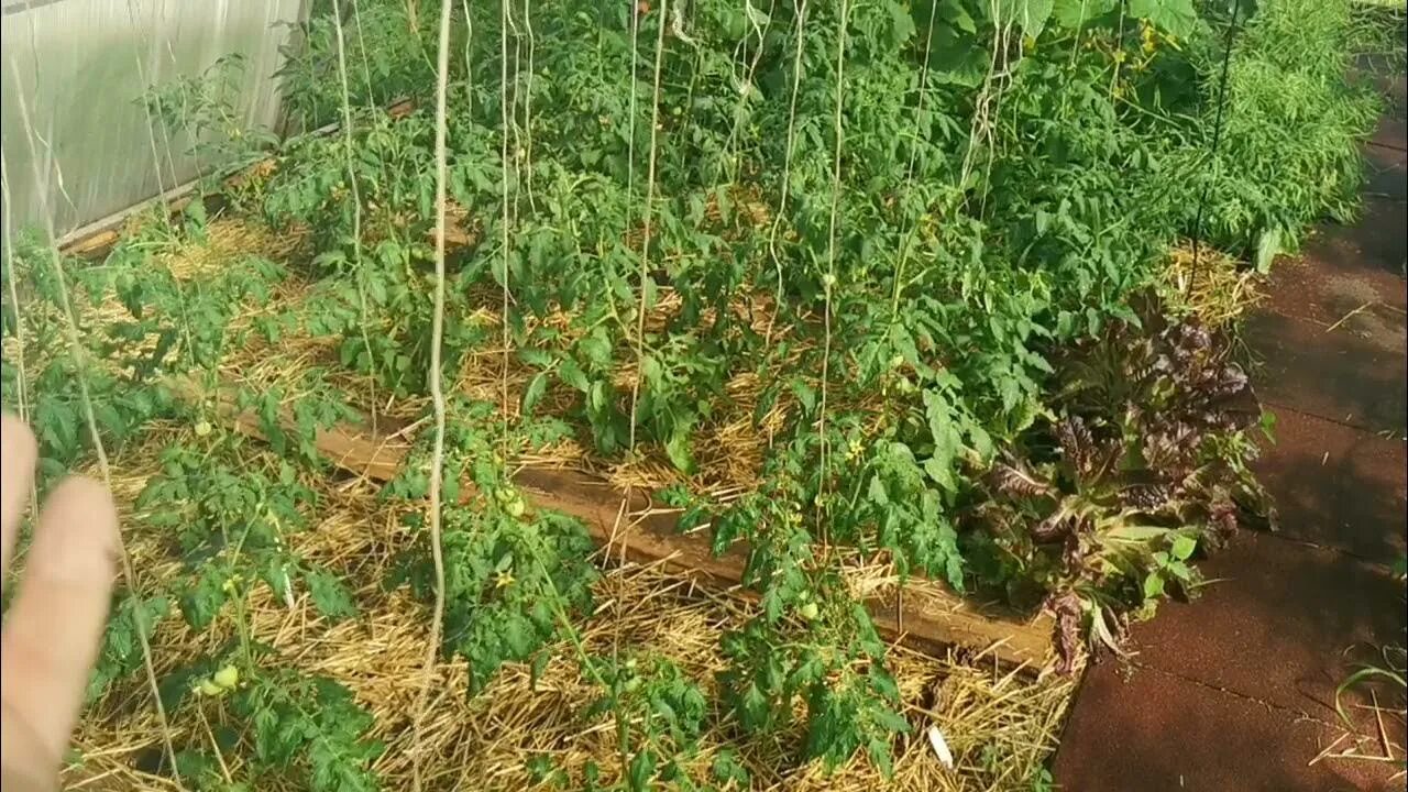 Почему плохо растут помидоры