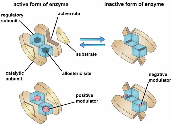 Action site. Active site and regulatory site of Enzyme. Active Centers of Enzymes. Deformation of the Enzyme Active Center. Allosteric Centre.