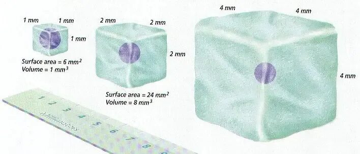 Размеры клеток. Размер клетки человека в мм. Био клетки размер. Размер клетки человека в миллиметре. Максимальный размер клетки