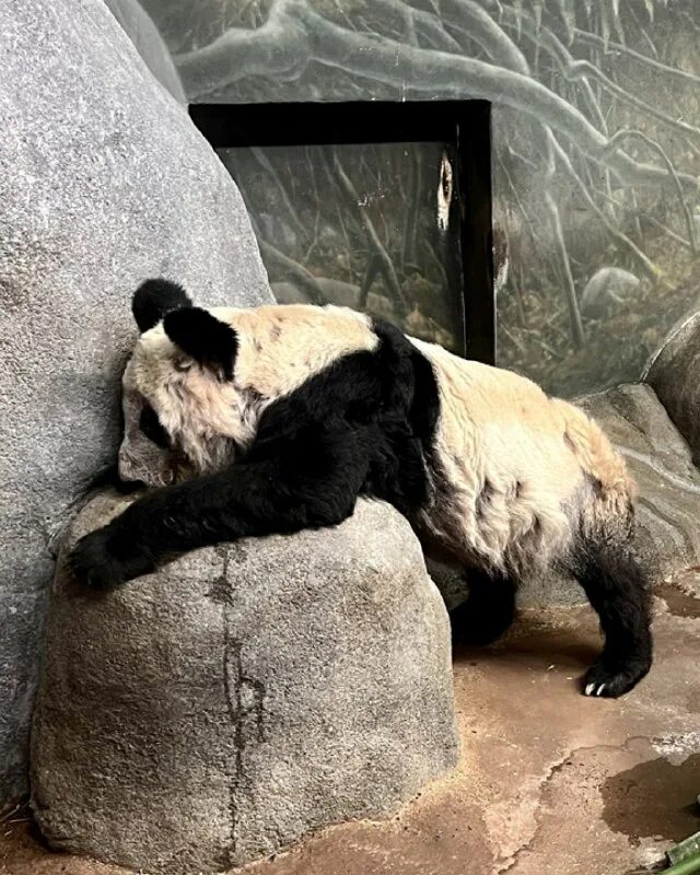 Панд забрали из сша. Панд забрали из сша. Панд забрали из сша. Панд забрали из сша. Панд забрали из сша.