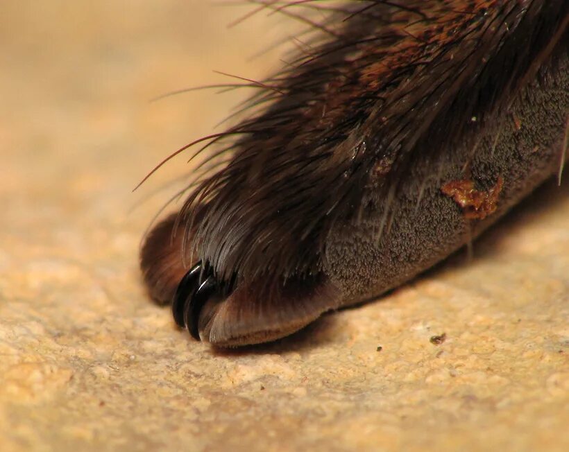Tarantula Venom Protein May Hold Promise as Alternative to Opioid Pain Killers T