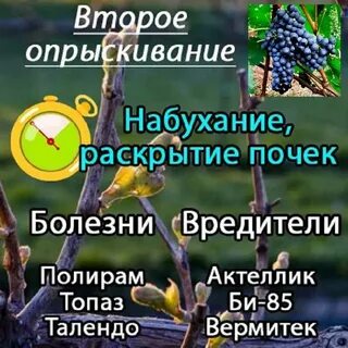Сколько раз опрыскивать виноград
