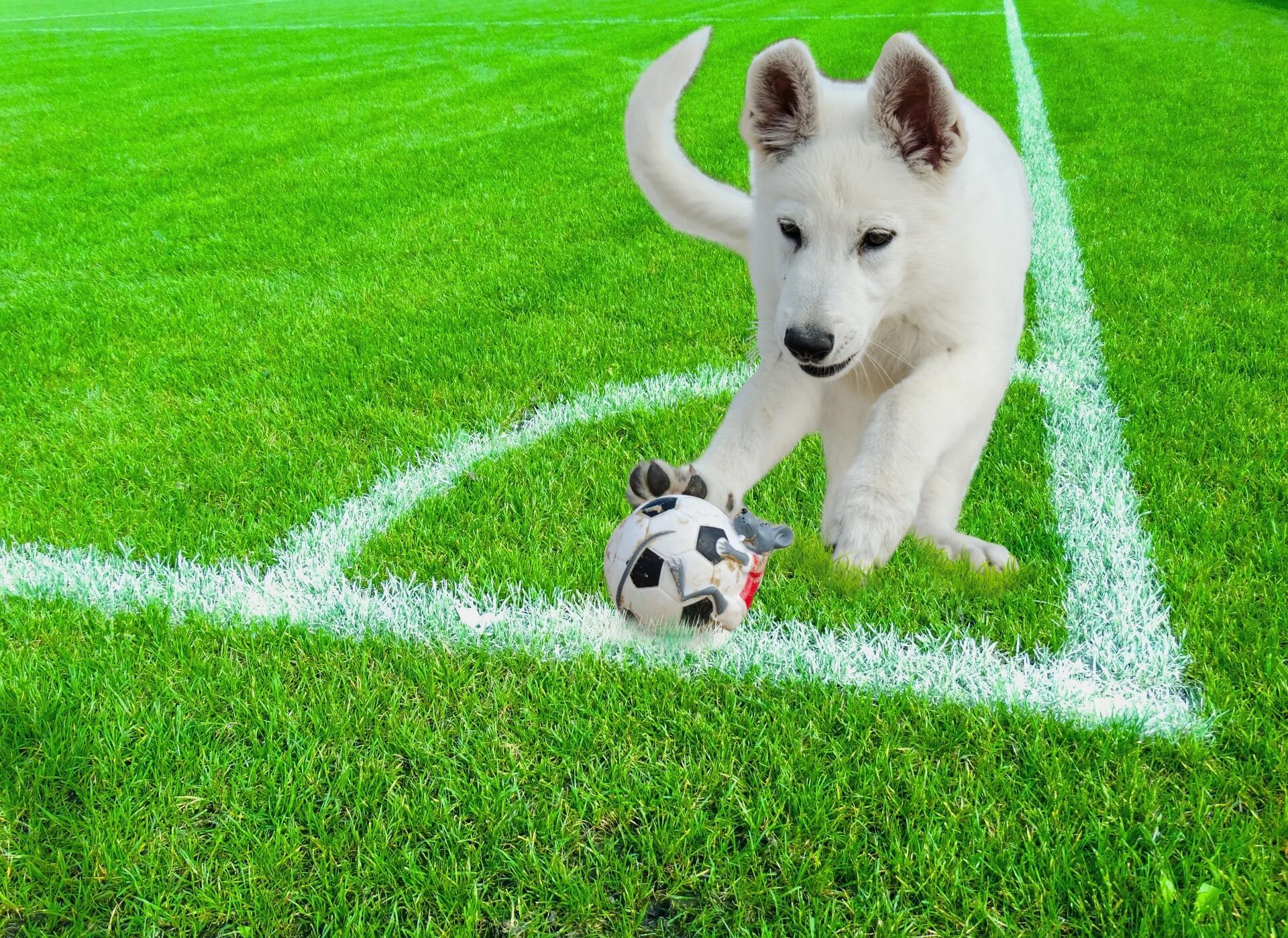 Щенок с мячиком. Мяч для собак. Собака на газоне. Собачка с футбольным мячиком.