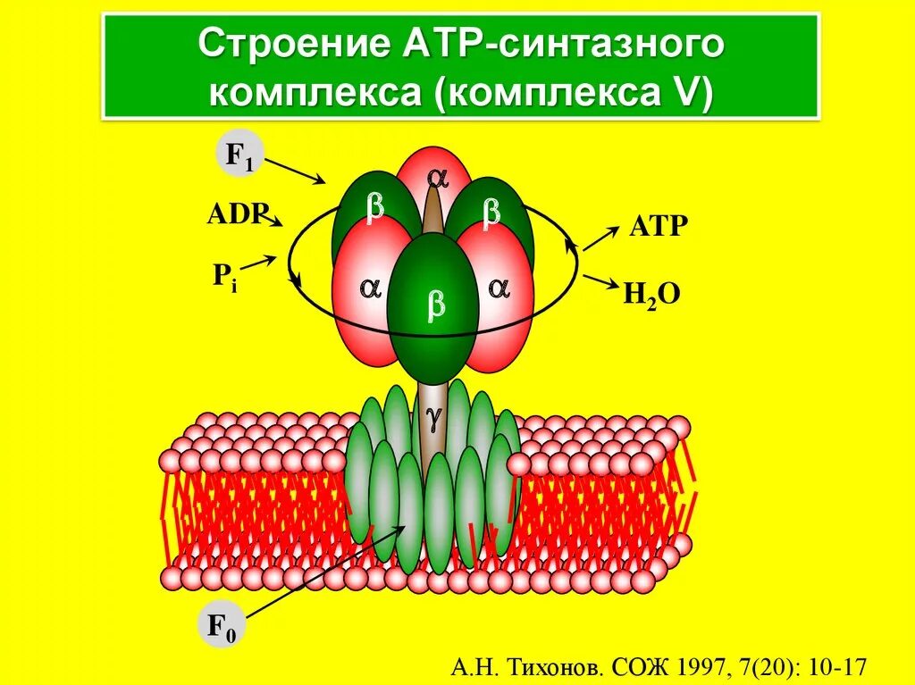 Строение атф синтеза. Строение синтазного комплекса. Строение АТФ синтазного комплекса. АТФ синтаза фотосинтез. Н АТФ синтетаза строение.