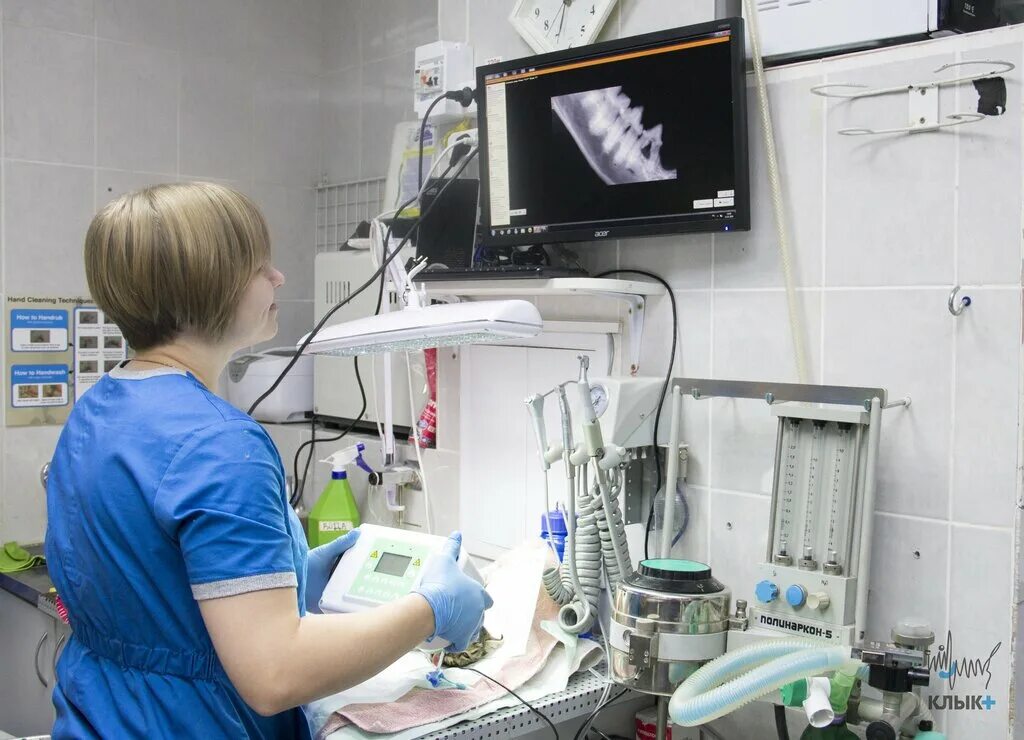 клык ветеринарная клиника пермь бульвар гагарина. крылатское. бульвар гагарина 70б. клык ветеринарная клиника пермь бульвар гагарина. белый клык ветклиника круглосуточно.