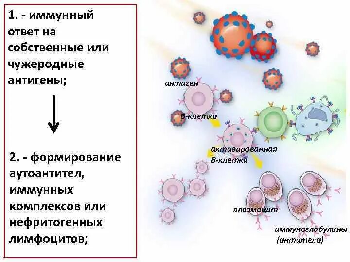 Иммунный ответ на травму. Неадекватный иммунный ответ. Иммунные комплексы роль. Иммунокомпетентные клетки в почках.