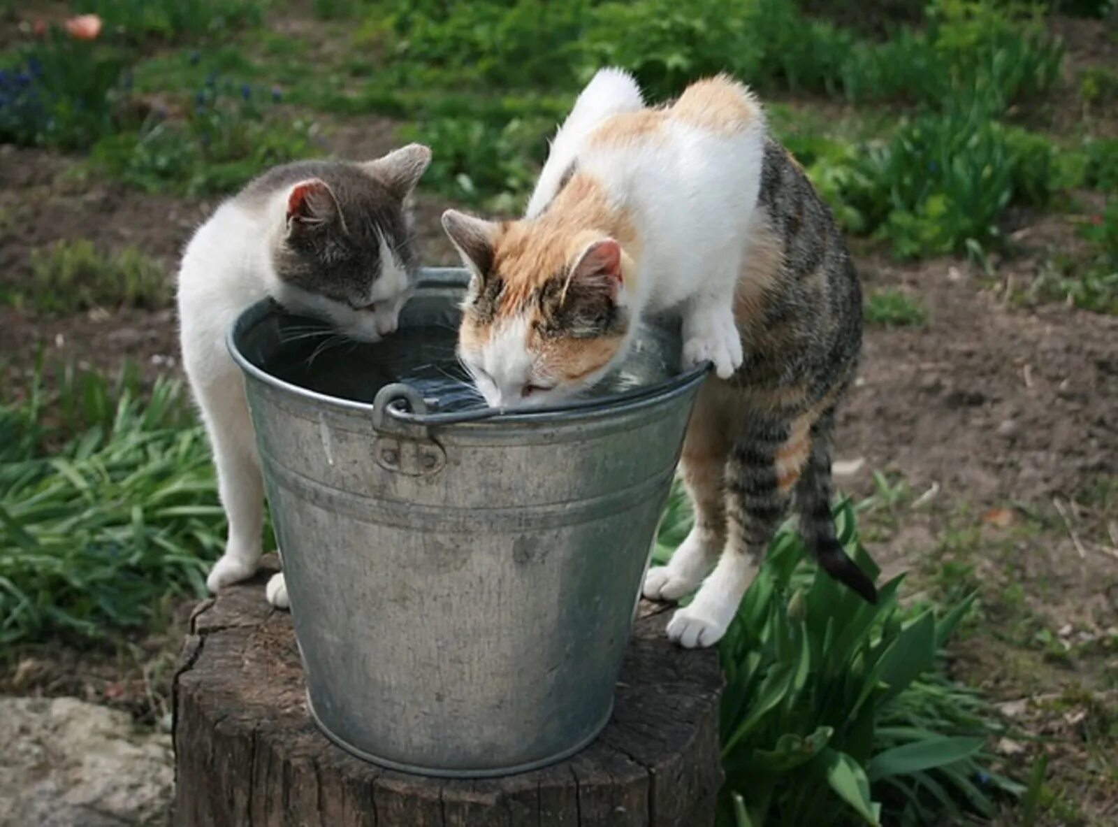 Кот в ведре. Животные в жару. Котики в ведре с водой. Кошки в жару.