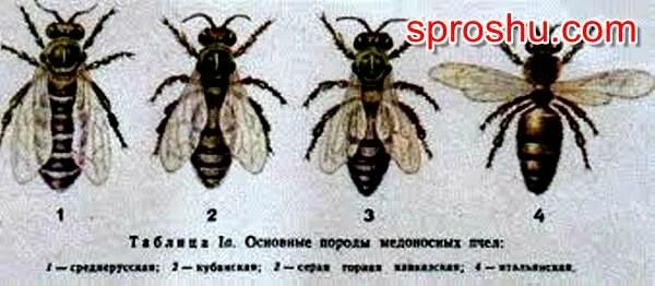 Различия пчел. Породы медоносных пчел. Породы пчел в России названия. Виды пчел в России. Как определить породу пчел.