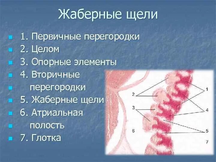 Характерные признаки типа жаберных щелей. Жаберные щели у зародыша человека. Жаберные перегородки.