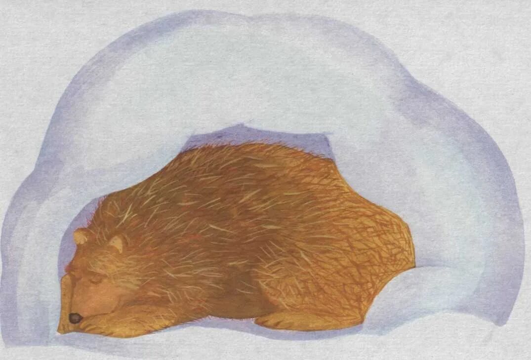 Спящий мишка в берлоге. Медведь в берлоге картинки для детей. Медведь в берлоге для детей. Медведь зимой в берлоге.
