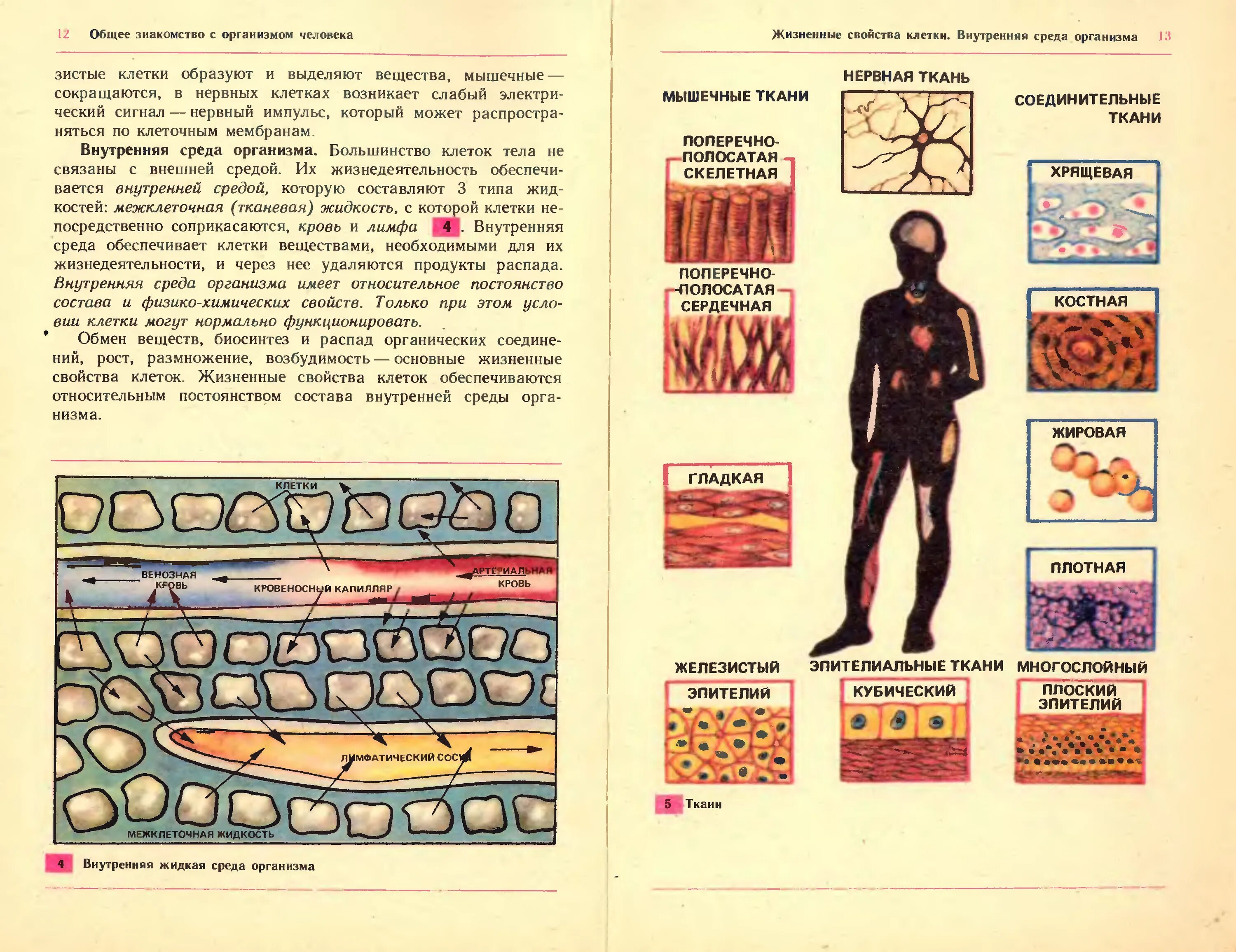 Биология 9 класс романов. Человек и его здоровье биология. Биология 9 класс человек. Человек из учебника биологии. Биология 9 класс человек и его здоровье.