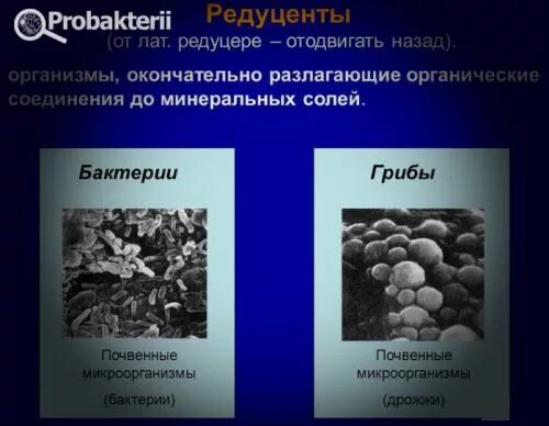 Водоросли редуценты. Микроорганизмы редуценты. Бактерии редуценты. Почвенные бактерии редуценты. Микроорганизмы-продуценты пример.