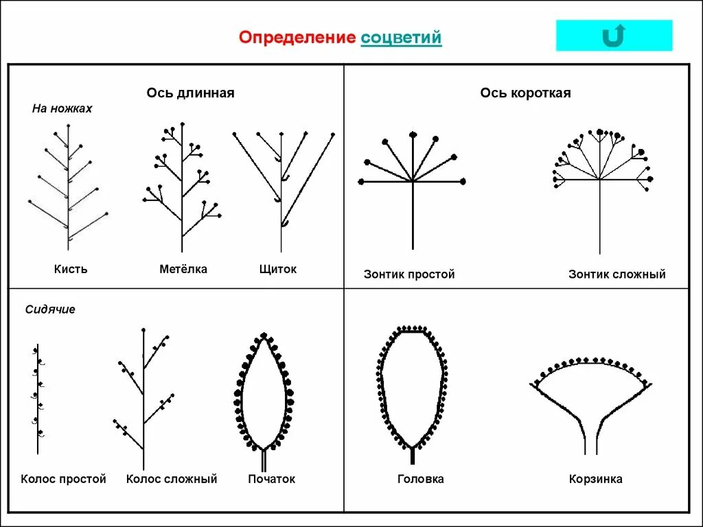 Щиток кисть сложный зонтик початок. Соцветие. Схема типов соцветий. Типы соцветий.