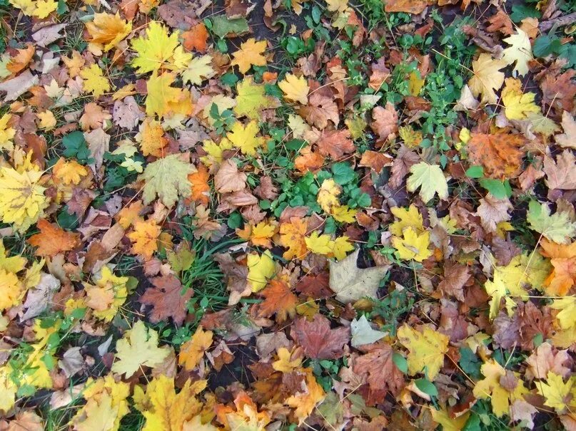 Видео осенний листопад платонов в сухуми. Осенний листопад. Рояль листа. Песни про листопад и осень 7 класс. Слушать песню осенний листопад.