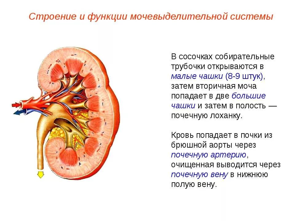 Биология строение и функции почек. Строение собирательных почечных трубочек. строение и функции выделительной системы 8 класс. мочевыделительная система строение почки. выделительная система строение почки.