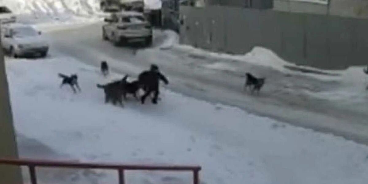 Стая собак. Нападение собак на девочку. Бездомные собаки амурская область. Бродячие собаки напали на ребенка. Девочка напала на бродячих собак.
