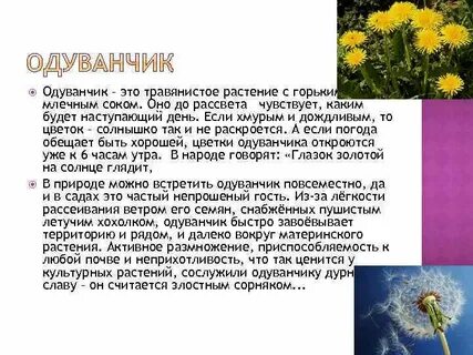 Геншин одуванчик это цветок